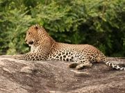 7 Days 6 Nights Bentota, Yala, Colombo with Kandy Vacation Package