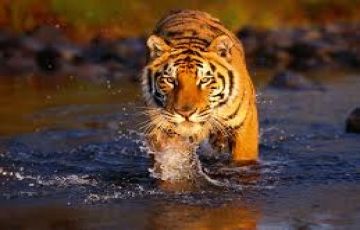 Jabalpur - Bandhavgarh - Kanha - Jabalpur Tour Packages