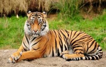 Jabalpur - Bandhavgarh - Kanha - Jabalpur Tour Packages