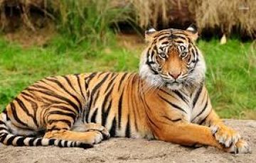 Jabalpur - Bandhavgarh - Kanha - Jabalpur Tour Packages