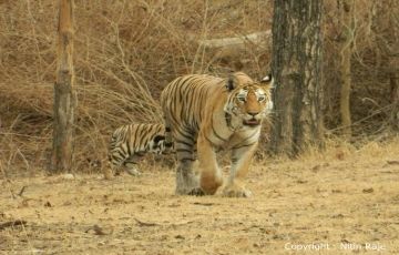 Family Getaway 3 Days 2 Nights Umred Karhandla Wildlife Sanctuary, Tadoba, pench and Kanha Vacation Package