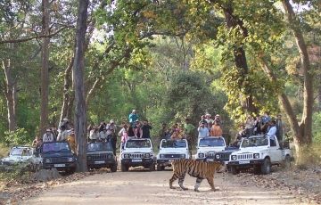 Jabalpur - Bandhavgarh - Kanha - Jabalpur Tour Packages