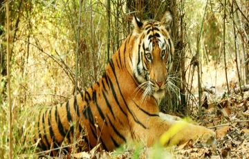 Jabalpur - Bandhavgarh - Kanha - Jabalpur Tour Packages