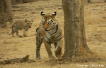 Family Getaway 3 Days 2 Nights Umred Karhandla Wildlife Sanctuary, Tadoba, pench and Kanha Vacation Package