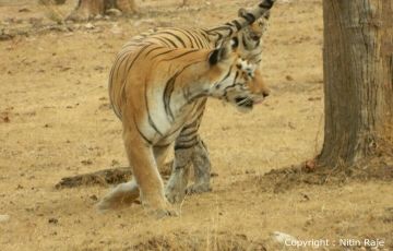 Family Getaway 3 Days 2 Nights Umred Karhandla Wildlife Sanctuary, Tadoba, pench and Kanha Vacation Package