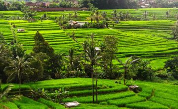 Ecstatic 5 Days 4 Nights Bali Nature Vacation Package