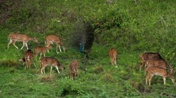 Best 5 Days Munnar Wildlife Holiday Package