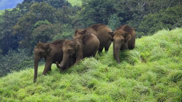 Best 5 Days Munnar Wildlife Holiday Package