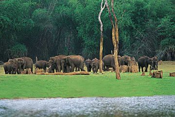 Best 5 Days Munnar Wildlife Holiday Package