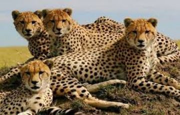 Amazing 3 Days Maasai Mara Nationa Reserve, Maasai Mara National Reserve and Nairobi Holiday Package