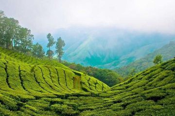 Ecstatic 4 Days 3 Nights Munnar, Thekkady, Alleppey and Cochin Tour Package