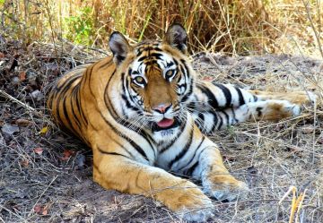 Memorable 4 Days Satpura National Park Vacation Package