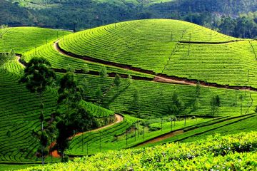 Best 4 Days 3 Nights Cochin, Munnar and Alleppey Trip Package