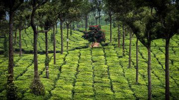 Ecstatic 3 Days Cochin to Munnar Trip Package