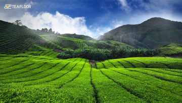 Family Getaway 4 Days 3 Nights Munnar Trip Package