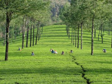 5 Days 4 Nights Munnar, Thekkady and Alleppey Tour Package