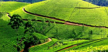 5 Days 4 Nights Thekkady, Alleppey and Munnar Tour Package