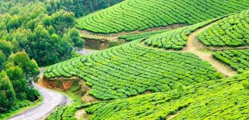 2 Days Munnar Vacation Package by KBG HOLIDAYS PVT LTD