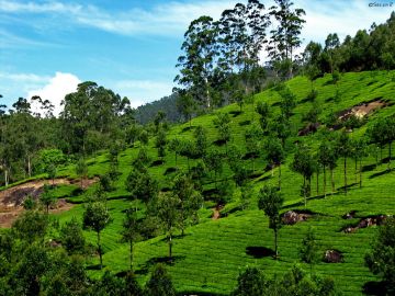 6 Days 5 Nights Munnar Vacation Package