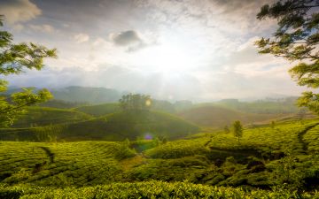 7 Days 6 Nights Munnar Trip Package