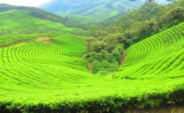 6 Days 5 Nights Thekkady Tour Package