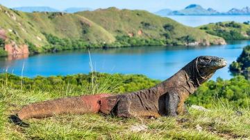 Hatamin Island - Labuan Bajo Friends Tour Package for 2 Days