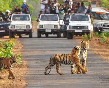 Heart-warming 3 Days 2 Nights jim corbett with delhi Holiday Package