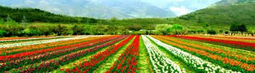 5 Days 4 Nights srinagar Nature Trip Package