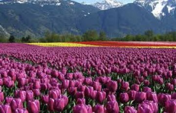 Memorable 4 Days srinagarairport to srinagar Trip Package