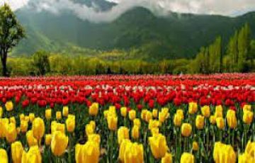 Amazing 12 Days Delhi to srinagar Tour Package