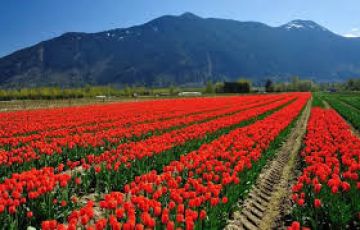 6 Nights 7 Days Kashmir tour package