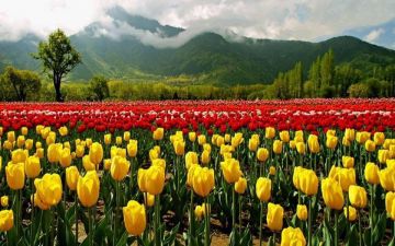 6 Days 5 Nights Srinagar arrival  Tour Package by Kashmir Ladakh Travels