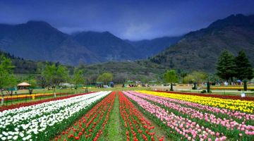 4N/5D SCENIC KASHMIR TOUR PACKAGE FOR 4 PAX