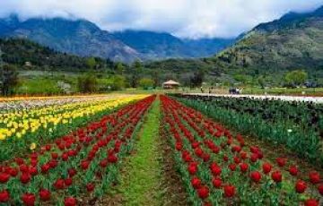 4NIGHT 5 DAYS KASHMIR PACKAGE FUN THRIVE HOLIDAYS