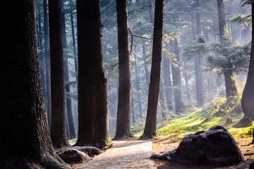 Embracing the Serenity Manali, Kasol and snow caped mountains of Tosh