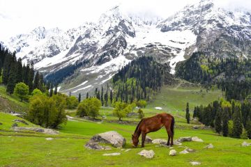 EXOTIC 4 Days 3 Nights Pahalgam Honeymoon Trip Package by Bindas tour and travel