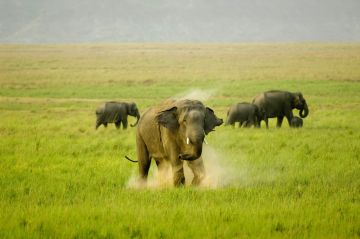 Pleasurable 5 Days JIM CORBETT Trip Package