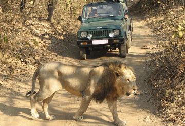 5 Days 4 Nights Mumbai to Sasan Gir Friends Vacation Package