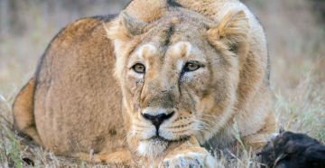 5 Days 4 Nights Mumbai to Sasan Gir Friends Vacation Package