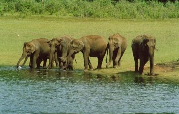 Family Getaway 5 Days 4 Nights Thekkady Tour Package