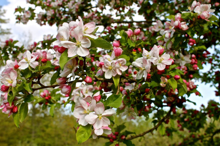 Annapolis Valley Apple Blossom Festival In Canada Photos Fair Festival When Is Annapolis Valley Apple Blossom Festival Hellotravel