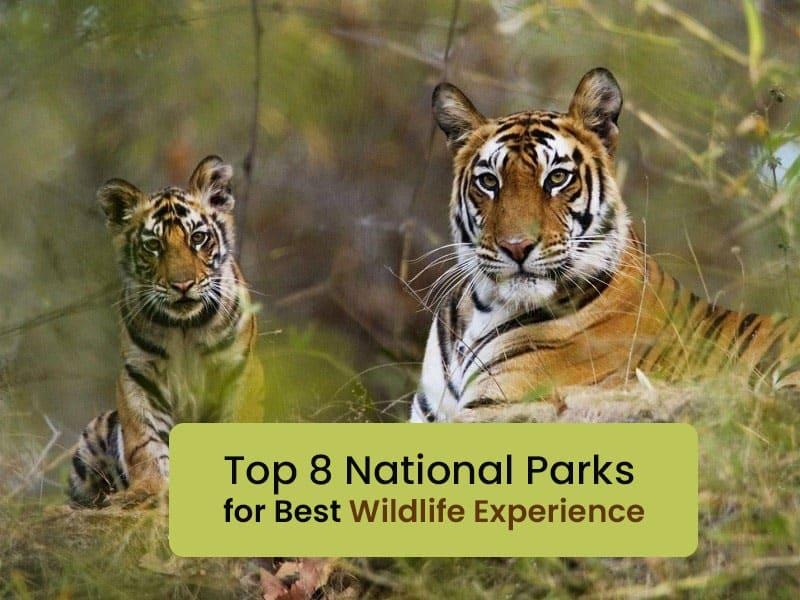 Top 8 National Parks For Best Wildlife Experience - Hello Travel Buzz