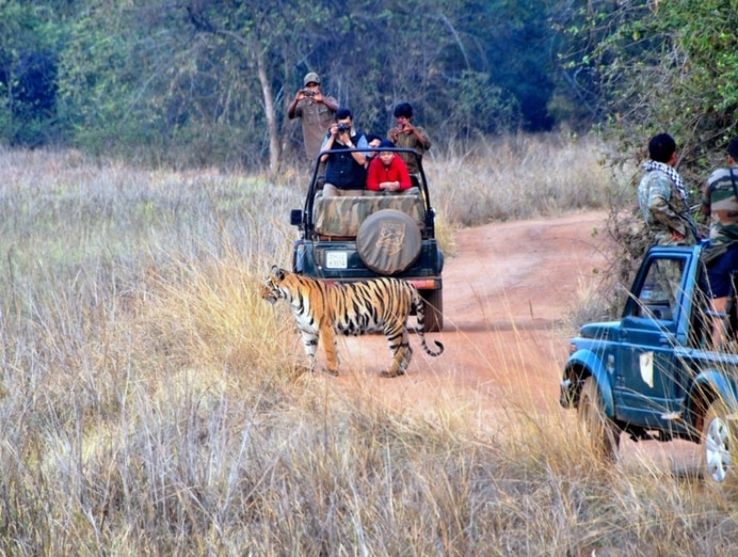 3 Days 2 Nights Tadoba Tour Package