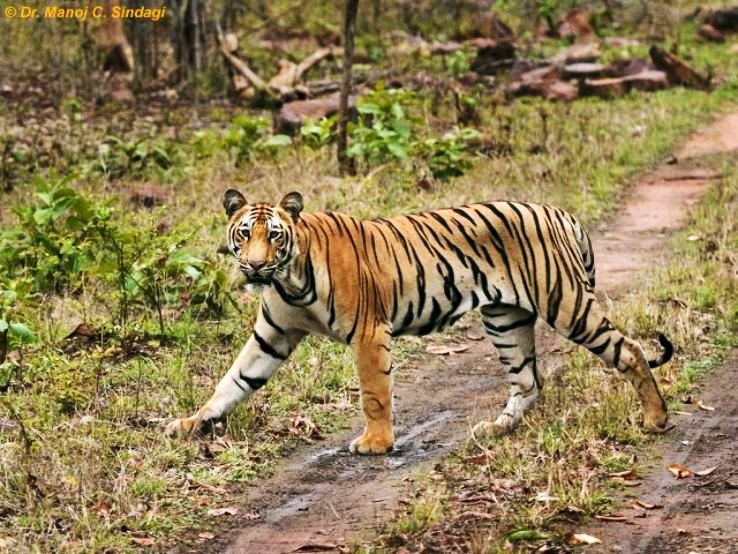 Tadoba 2021, #18 places to visit in maharashtra, top things to do ...