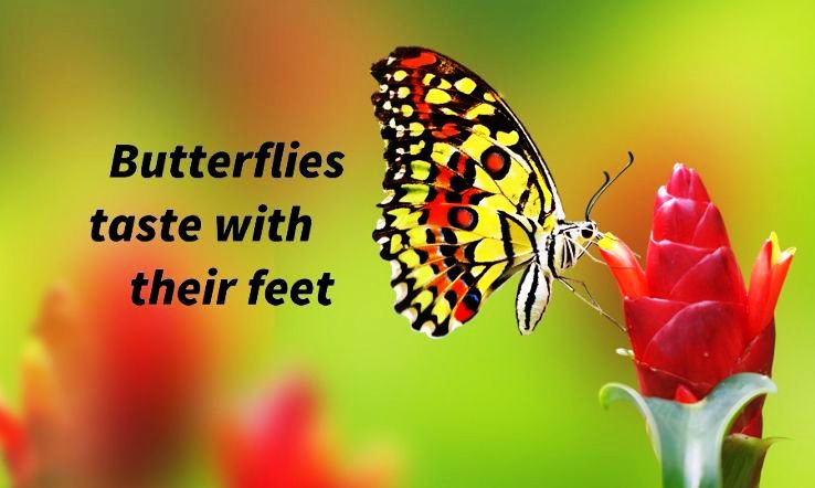 Butterfly tasting with its feet