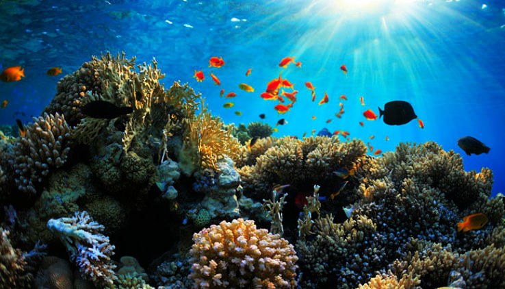 Coral Reefs in India - Hello Travel Buzz