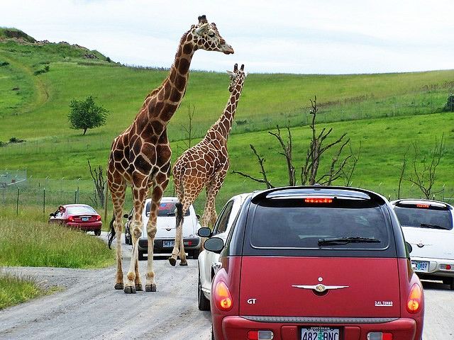 drive through wildlife safari near me