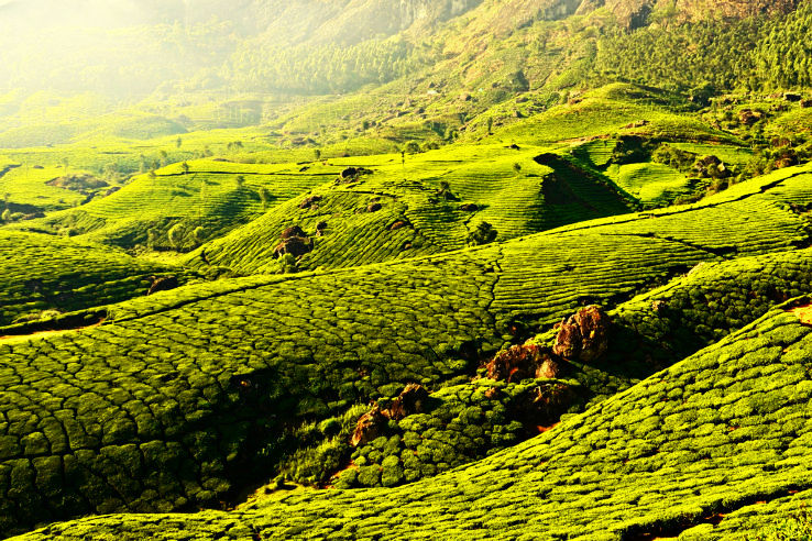 Top Munnar Tour Packages with Price - Hello Travel Buzz