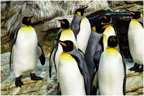 7 Best Zoos Around The World - Hello Travel Buzz