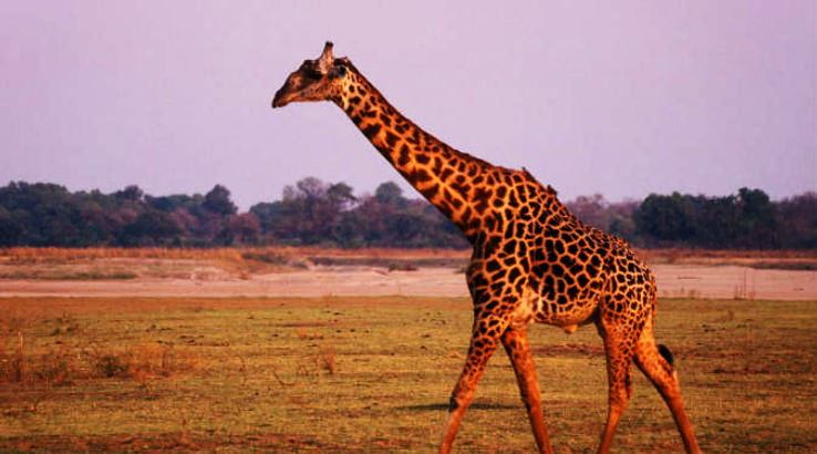 Wildlife Safari Destinations in the World - Hello Travel Buzz